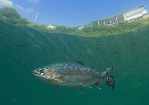 Rainbow trout.
D200 10.5mm. by Mark Thomas 